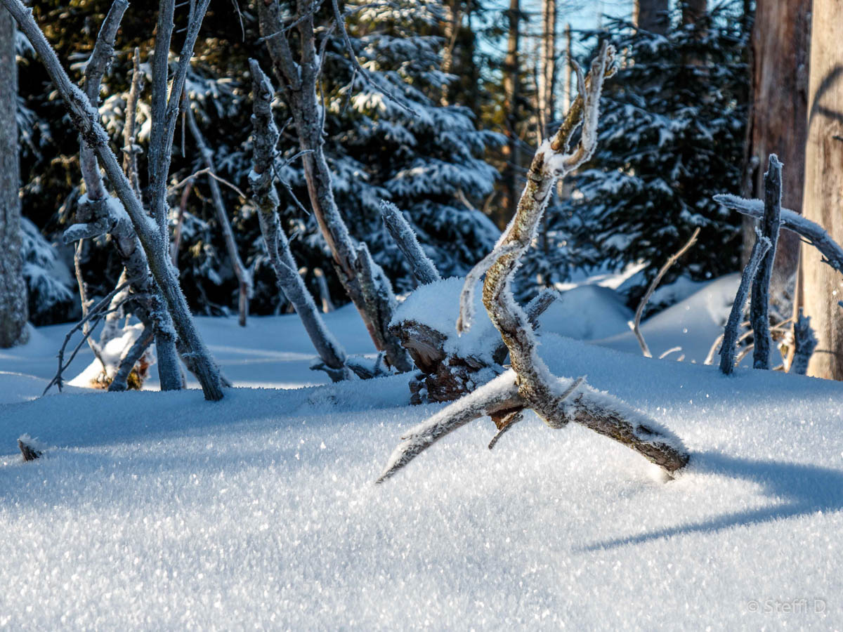 Winter-Fotowanderung im Oberharz