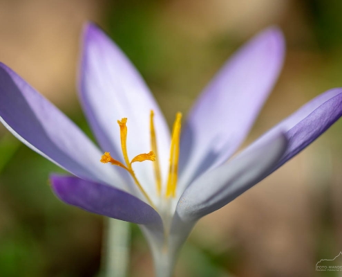 Frühling im Südharz