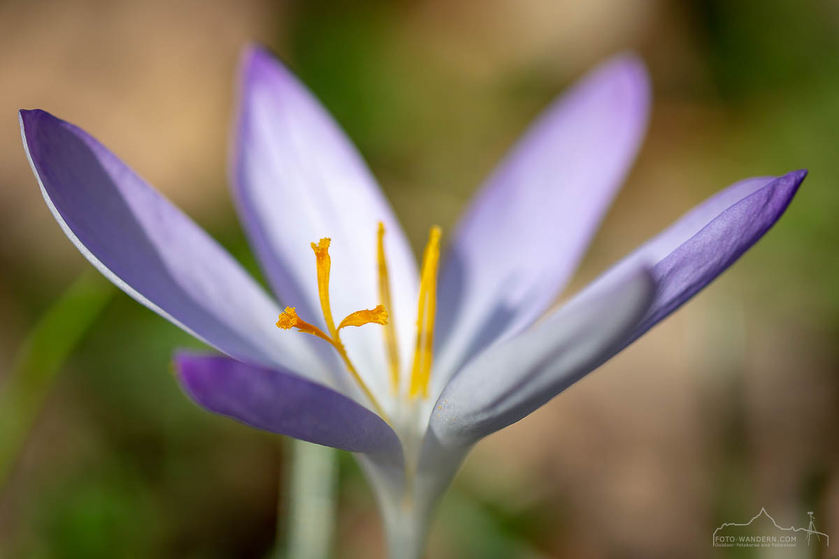 Frühling im Südharz