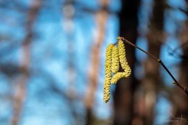 Frühling im Südharz