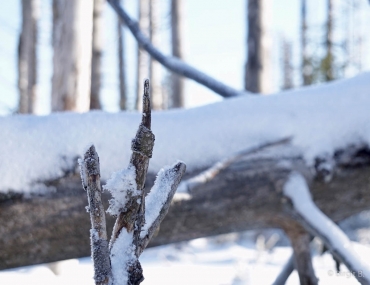 Winter-Fotowanderung im Oberharz