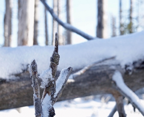 Winter-Fotowanderung im Oberharz