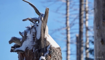Winter-Fotowanderung im Oberharz
