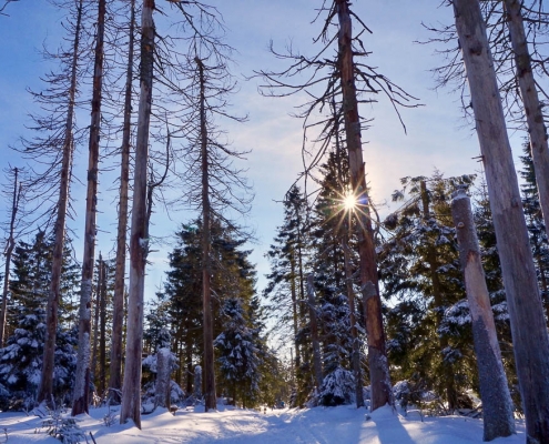 Winter-Fotowanderung im Oberharz