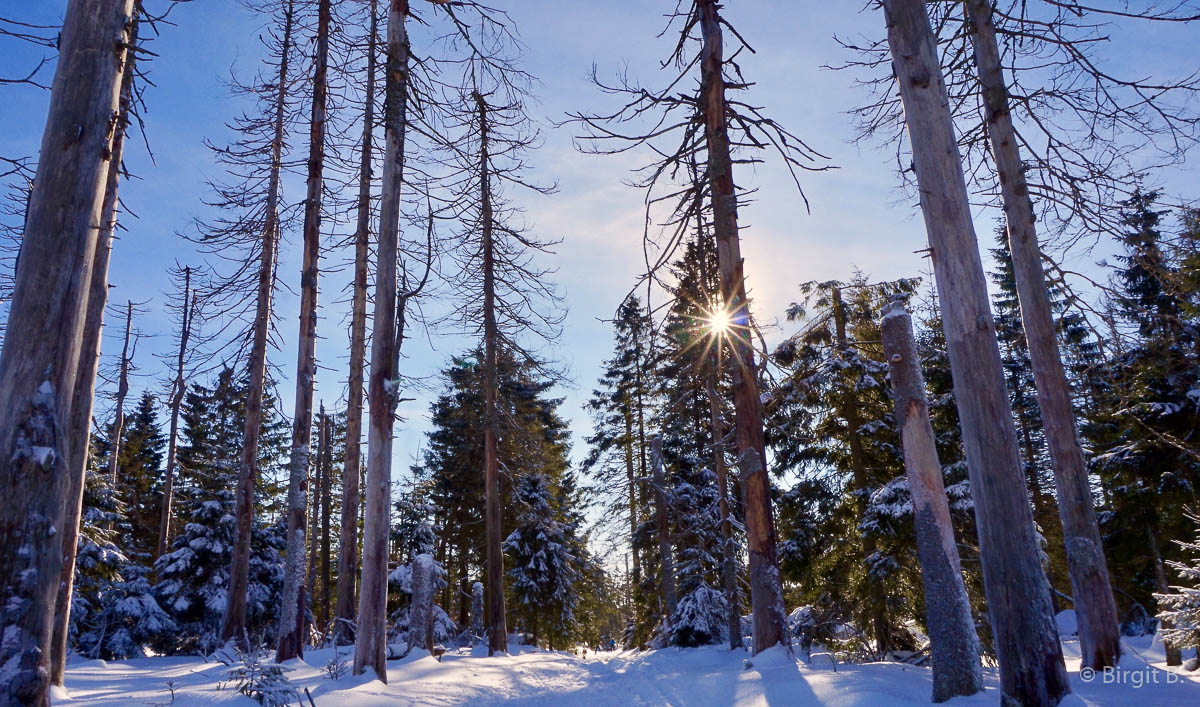 Winter-Fotowanderung im Oberharz