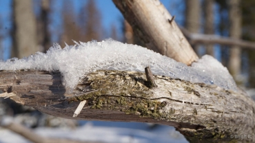 Winter-Fotowanderung im Oberharz