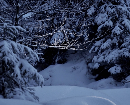 Winter-Fotowanderung im Oberharz