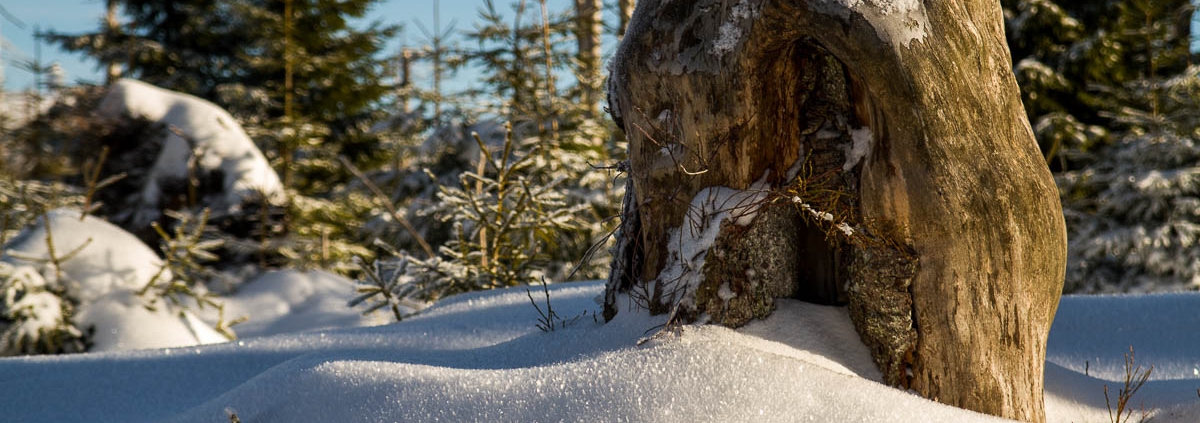 Winter-Fotowanderung im Oberharz