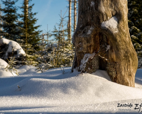 Winter-Fotowanderung im Oberharz