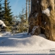Winter-Fotowanderung im Oberharz