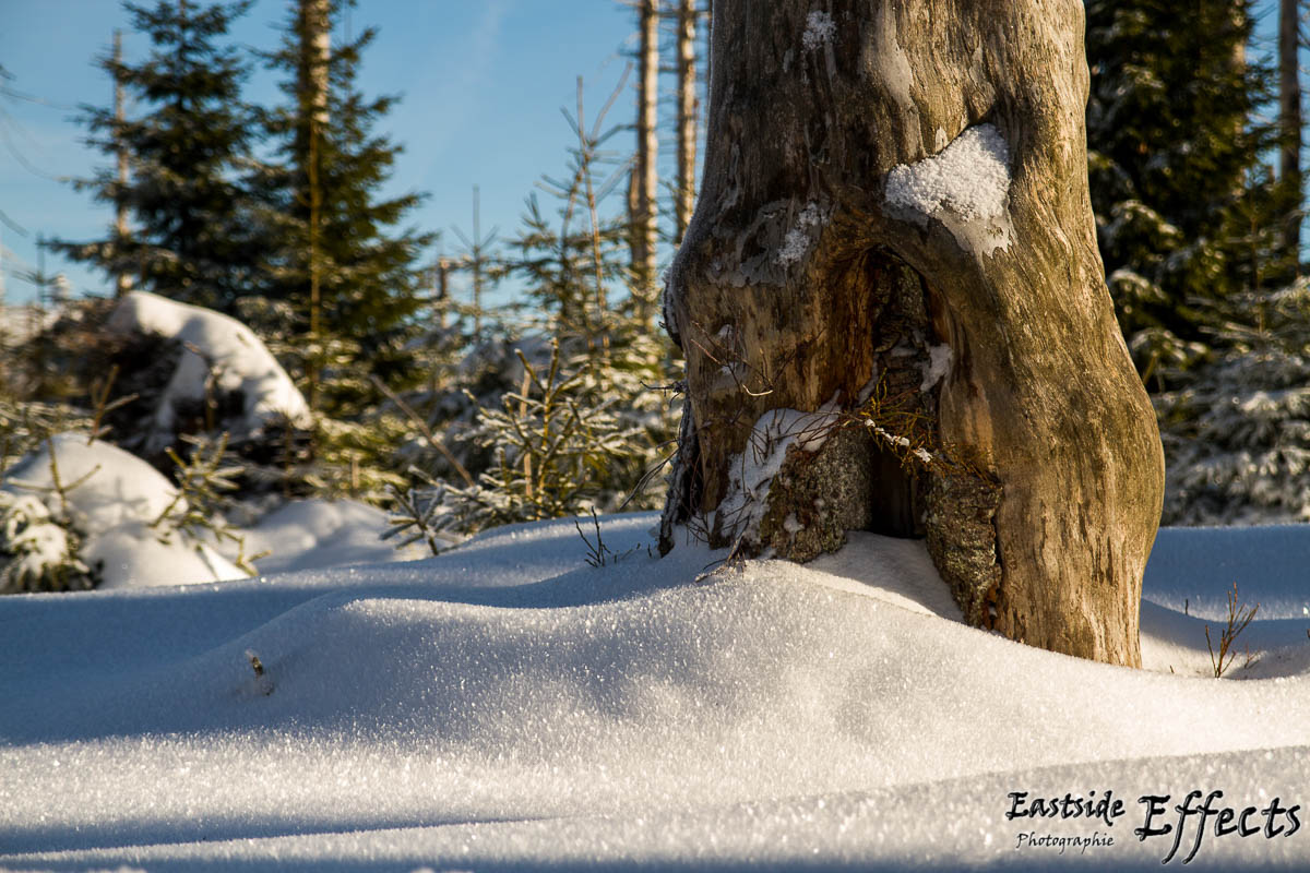 Winter-Fotowanderung im Oberharz