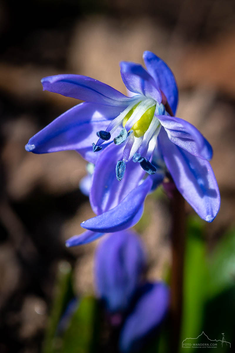 Frühling im Südharz