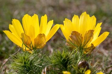 Adonisröschen im Naturpark Kyffhäuser