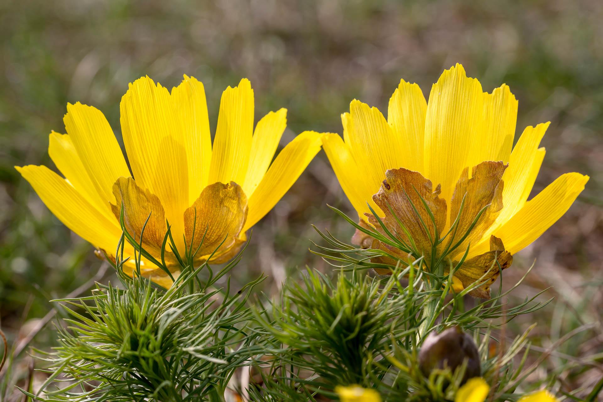 Adonisröschen im Naturpark Kyffhäuser