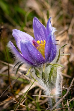 Kuhschelle - Fotokurs im Kyffhäusergebirge