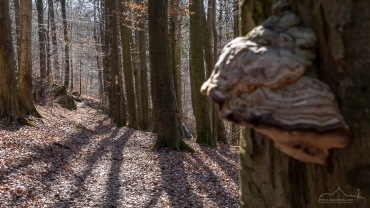 Foto-Wanderung auf dem Südharzer Dampflok Steig