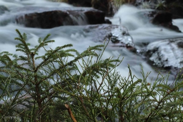 Fotoworkshop-Wochenende Harz-Winter © Corinna J