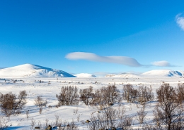 Dovrefjell-Sunndalsfjella-Nationalpark, Norwegen