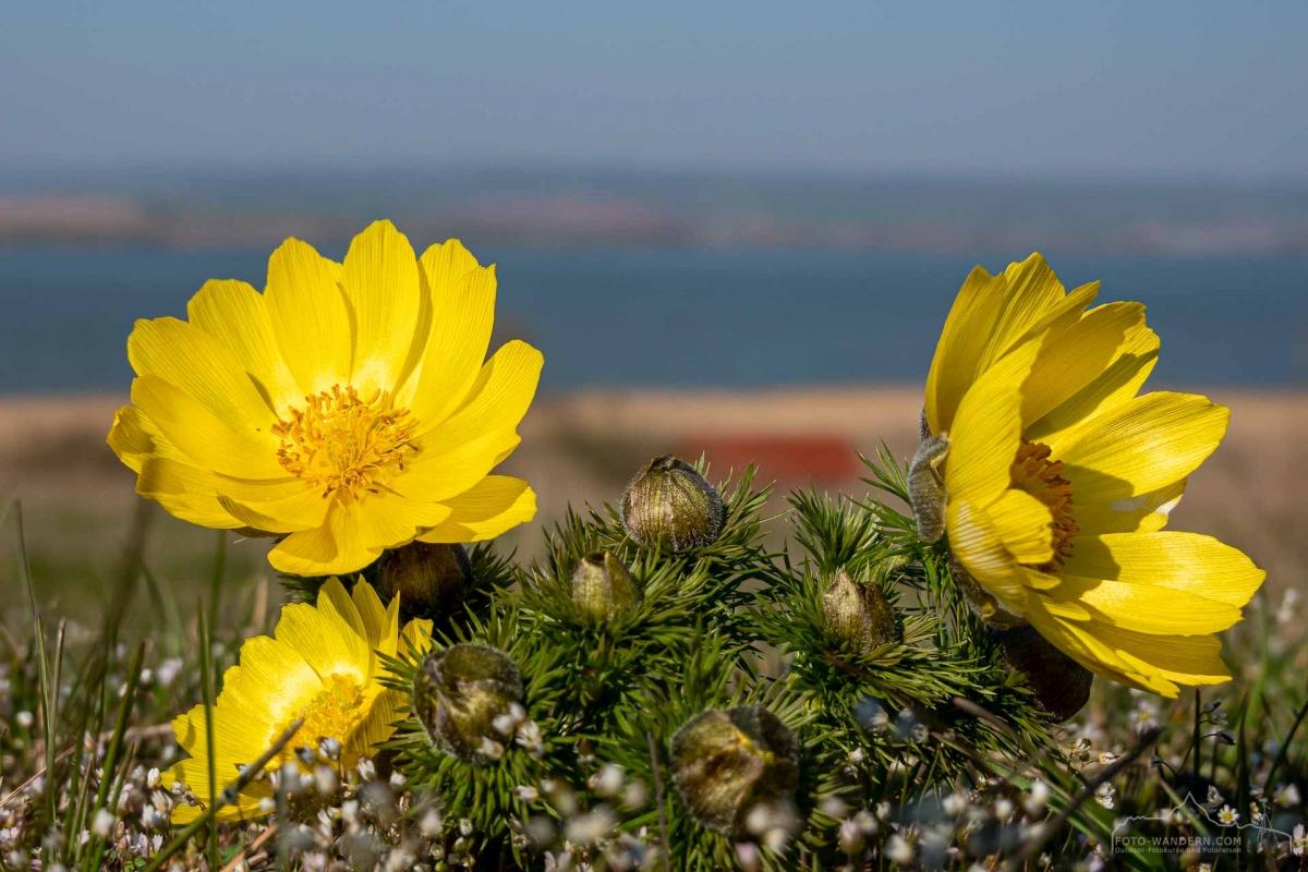 Adonis vernalis - Frühlings-Adonisröschen