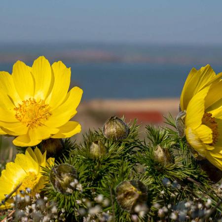 Adonis vernalis - Frühlings-Adonisröschen