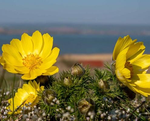 Adonis vernalis - Frühlings-Adonisröschen