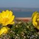 Adonis vernalis - Frühlings-Adonisröschen