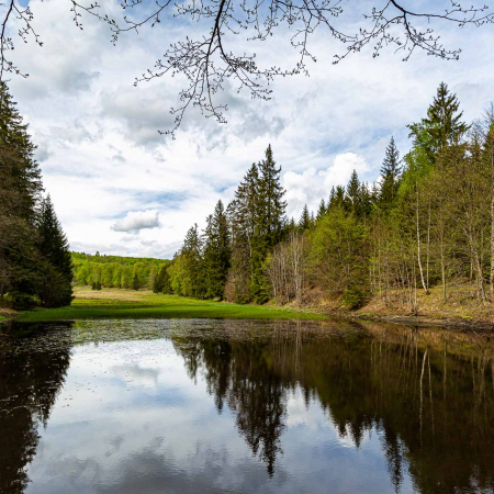 Helltalsteich im Naturpark Südharz