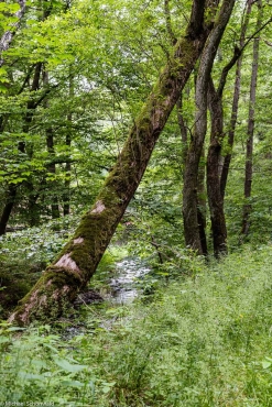 Fotokurs im Selketal
