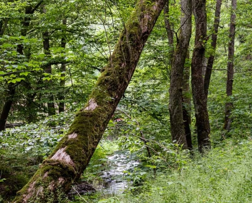 Fotokurs im Selketal
