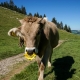 Fotowanderung im Appenzellerland