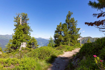 Graukogel und Zirbenweg - Fotoreise Hohe Tauern