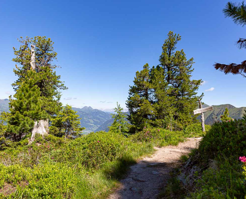 Graukogel und Zirbenweg - Fotoreise Hohe Tauern