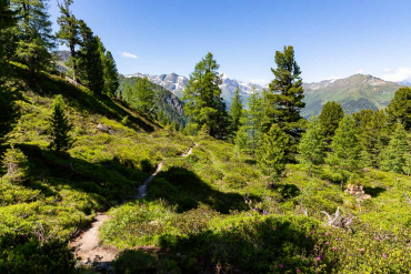 Graukogel und Zirbenweg - Fotoreise Hohe Tauern