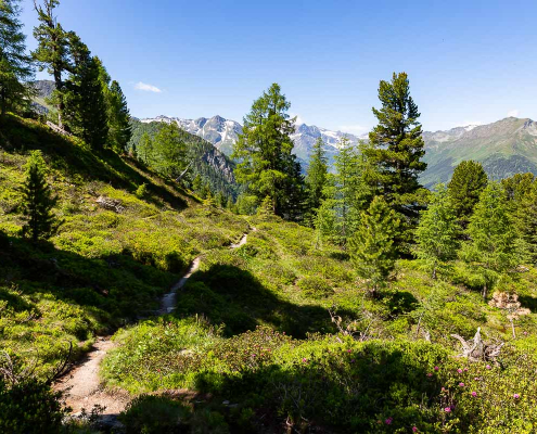 Graukogel und Zirbenweg - Fotoreise Hohe Tauern