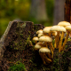 Herbst an der Warmen Bode im Harz