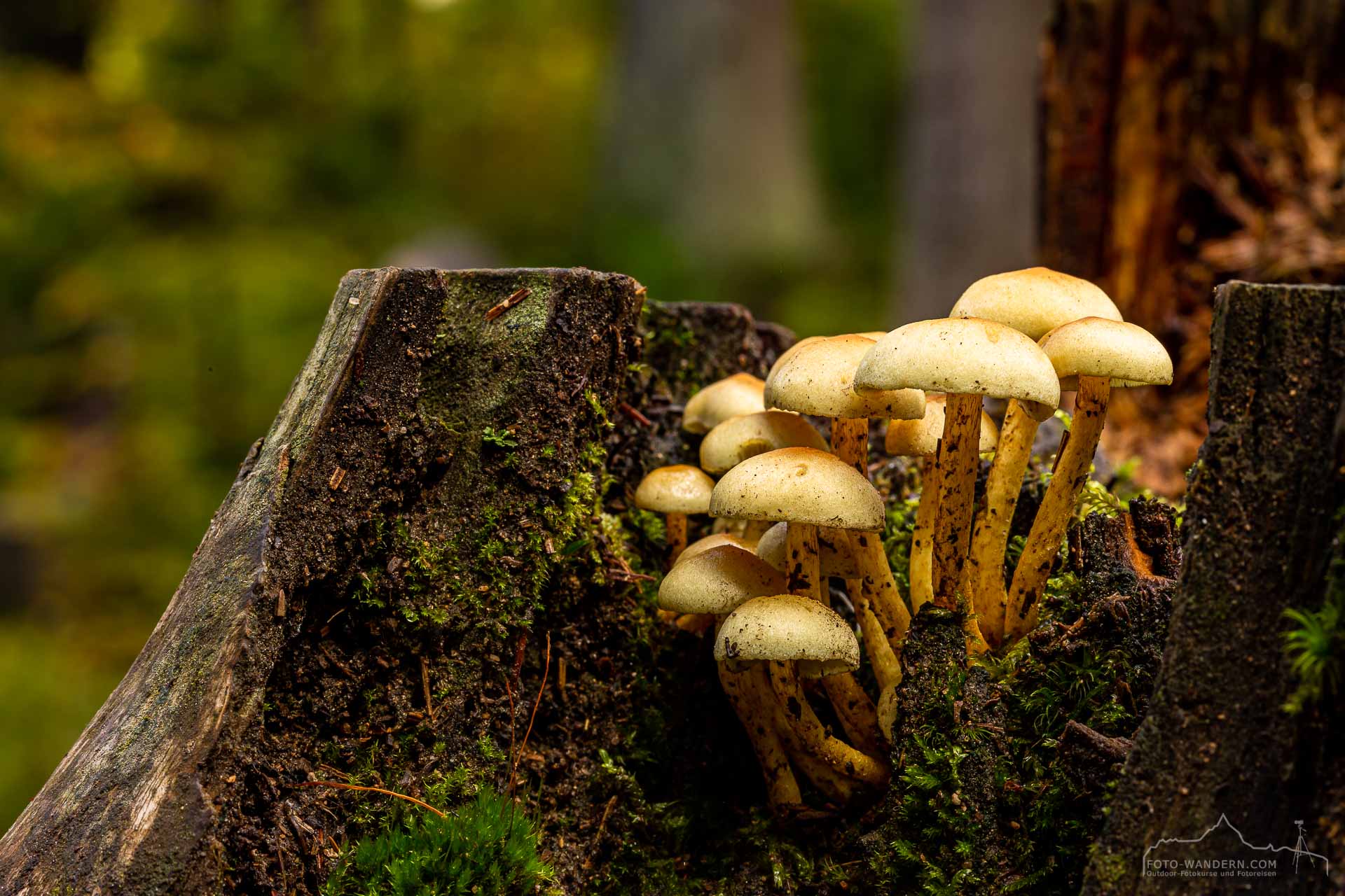 Herbst an der Warmen Bode im Harz