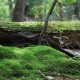 Einzelcoaching im Selketal, Harz