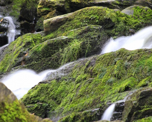 Einzelcoaching im Selketal, Harz