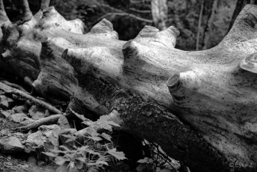 Fotokurs-Wanderwoche im Hochschwarzwald