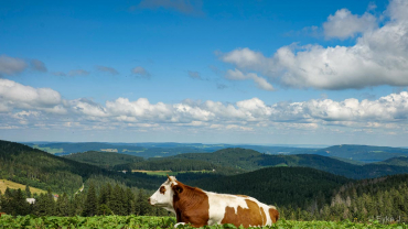 Fotokurs-Wanderwoche im Hochschwarzwald