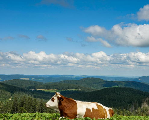Fotokurs-Wanderwoche im Hochschwarzwald Fotokurs-Wanderwoche im Hochschwarzwald