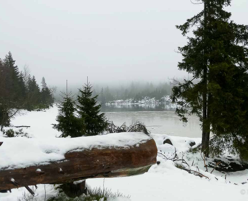 Winter-Fotowanderung als Einzelcoaching um den Oderteich