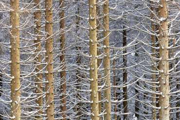 Winter-Fotoworkshop-Wochenende im Harz mit Foto-Wandern.com