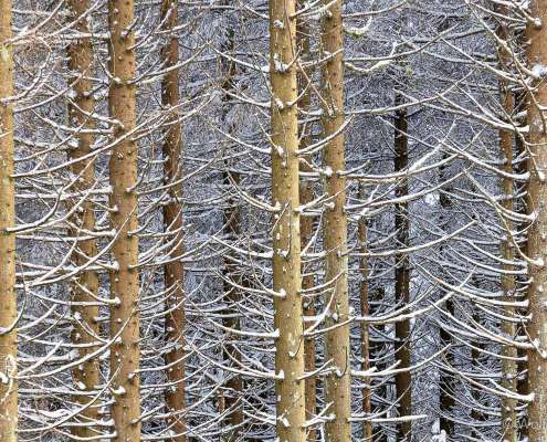 Winter-Fotoworkshop-Wochenende im Harz mit Foto-Wandern.com