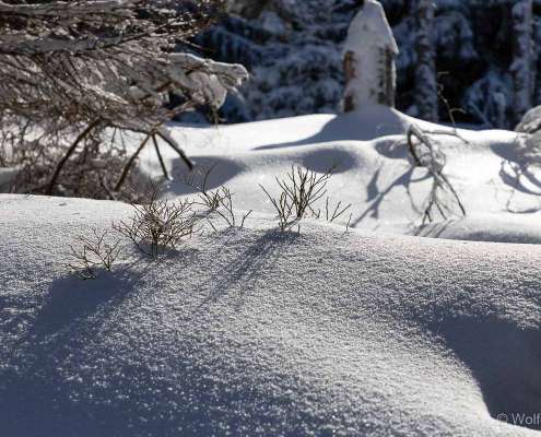 Winter-Fotoworkshop-Wochenende im Harz mit Foto-Wandern.com