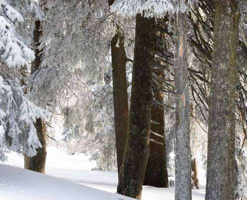 Winter-Fotoworkshop-Wochenende im Harz mit Foto-Wandern.com