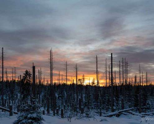 Winter-Fotoworkshop-Wochenende im Harz mit Foto-Wandern.com