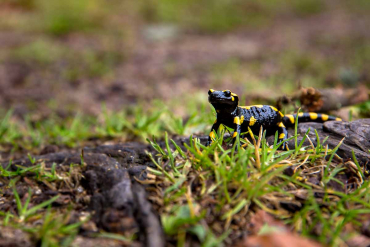 Fotowanderung auf dem Feuersalamanderpfad