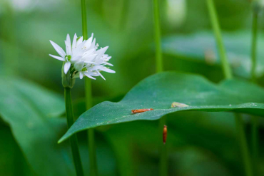 Fotowanderung auf dem Thüringer Urwaldpfad - Rüdigsdorfer Schweiz