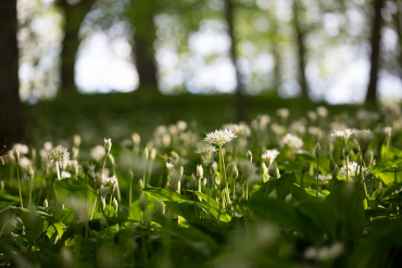 Fotowanderung auf dem Thüringer Urwaldpfad - Rüdigsdorfer Schweiz